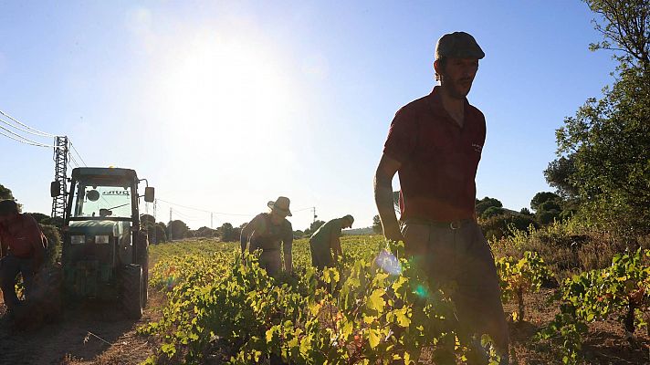 La vendimia se adelanta una semana en Castilla-La Mancha por el calor y la sequía