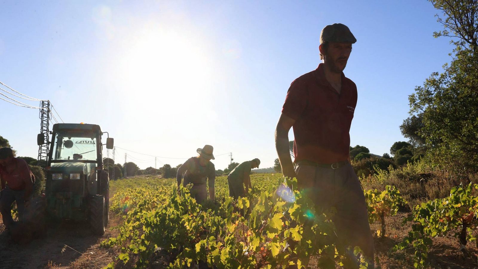 La vendimia se adelanta una semana en Castilla-La Mancha por el calor y la sequía