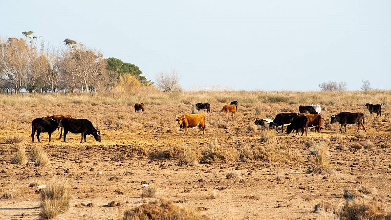 El calor excesivo perjudica al ganado: comen menos, no descansan y enferman más