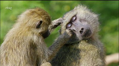 El Parque Nacional del Lago Manyara