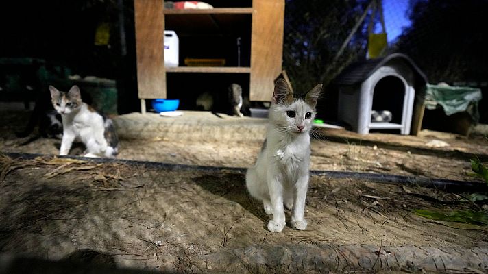 Un brote de gripe aviar en gatos domésticos pone en alerta a Polonia