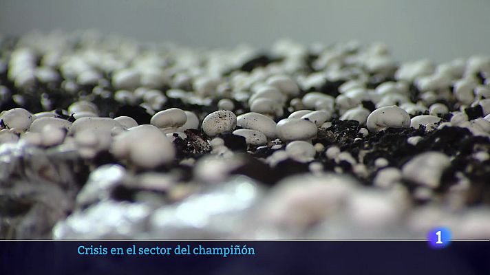 Informativo Telerioja - Informativo Telerioja  - 08/08/23