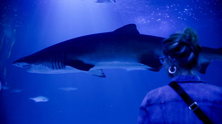 Así es la lucha contra la extinción de los tiburones