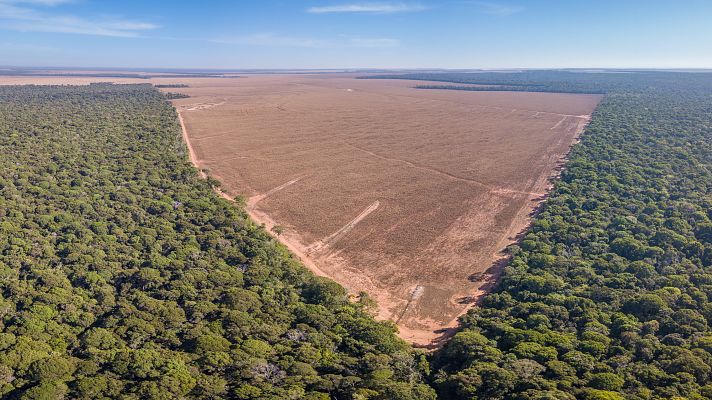 Telediario 1 - Grandes multinacionales venden carne y otros productos brasileños de áreas deforestadas