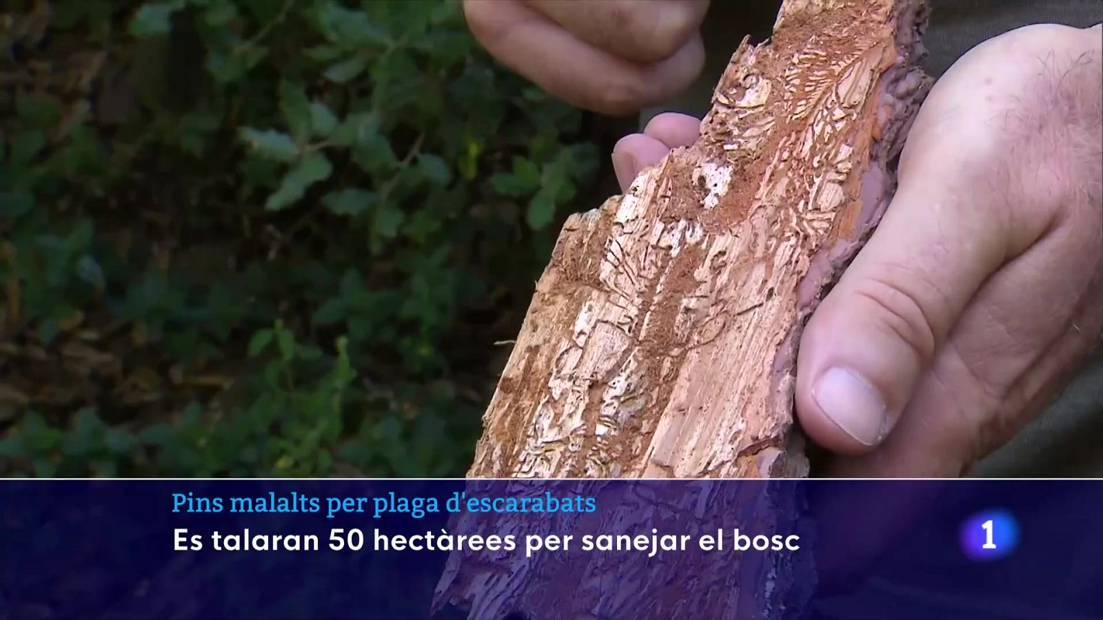 Detecten pins malalts per plaga d'escarabats