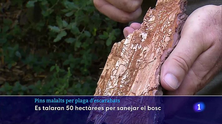 L'Informatiu - Detecten pins malalts per plaga d'escarabats