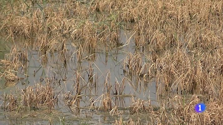 L'excés de salinitat al Delta mata l'arròs