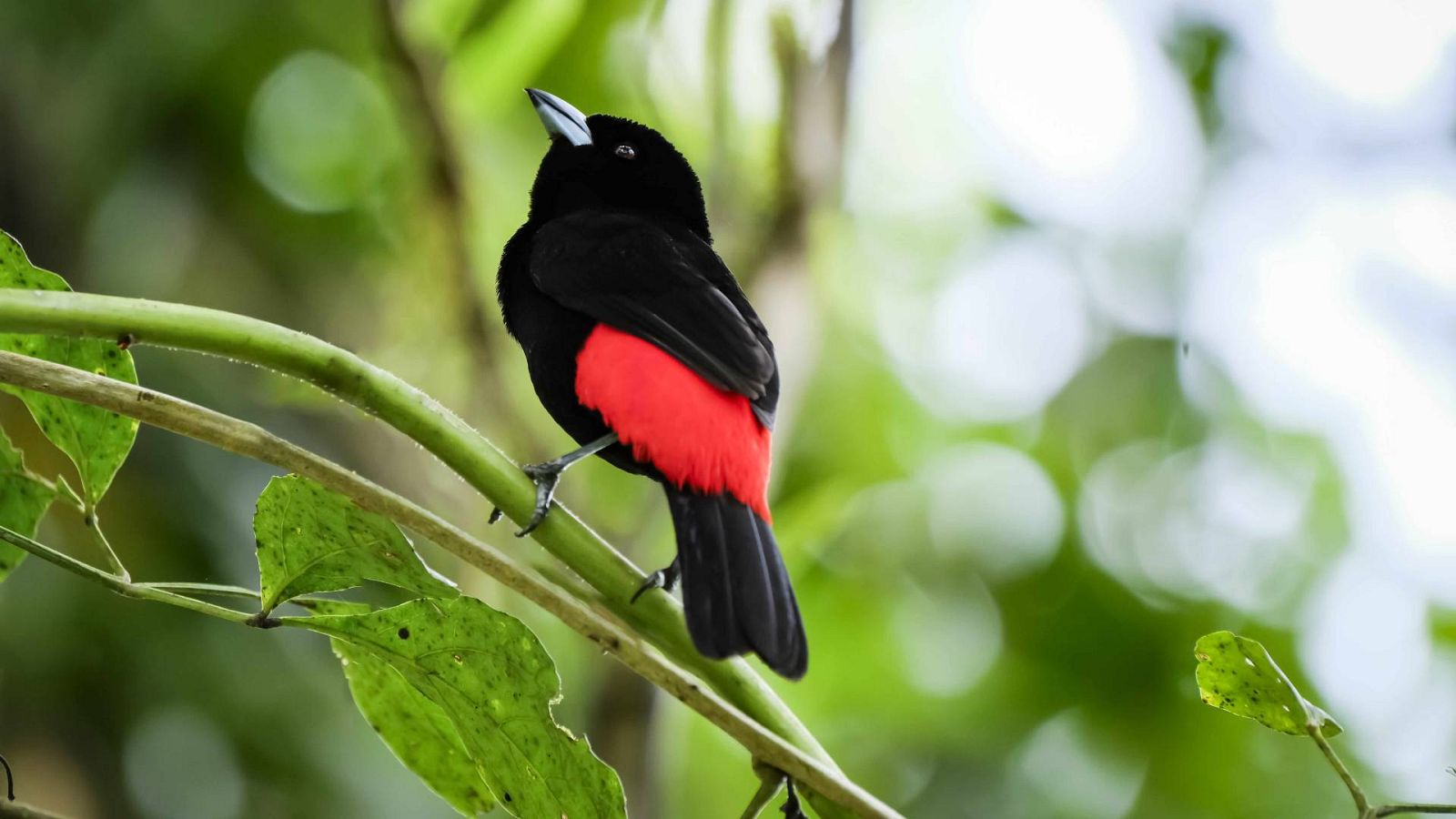 La deforestación amenaza a las especies del Amazonas