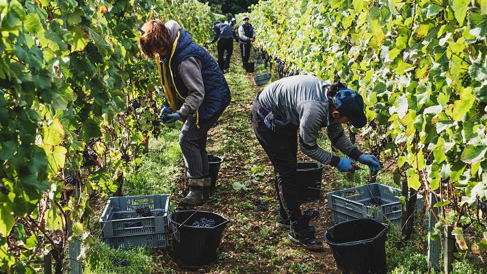 Telediario 1 - La vendimia ya no es cosa de septiembre: en Tenerife llevan semanas de adelanto
