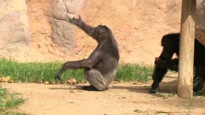 Els animals del zoo també intenten passar la calor