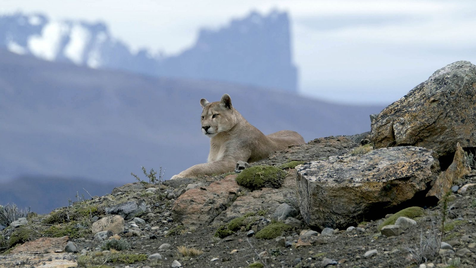 Panteras - Puma. En las montañas del puma