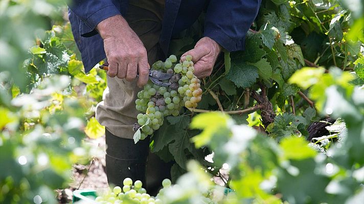 Telediario 1 - La uva Godello duplica su superficie cultivada en la última década debido a la popularidad de su vino