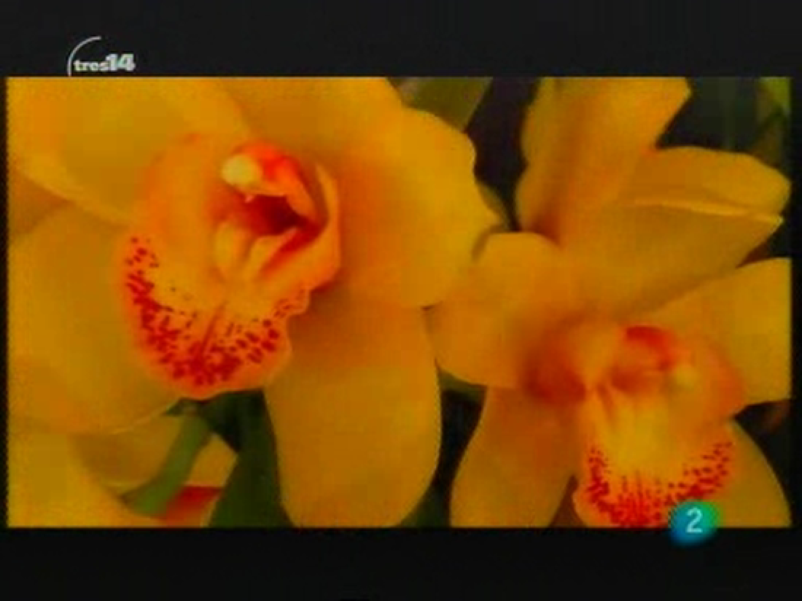 Últimas noticias (plantas)