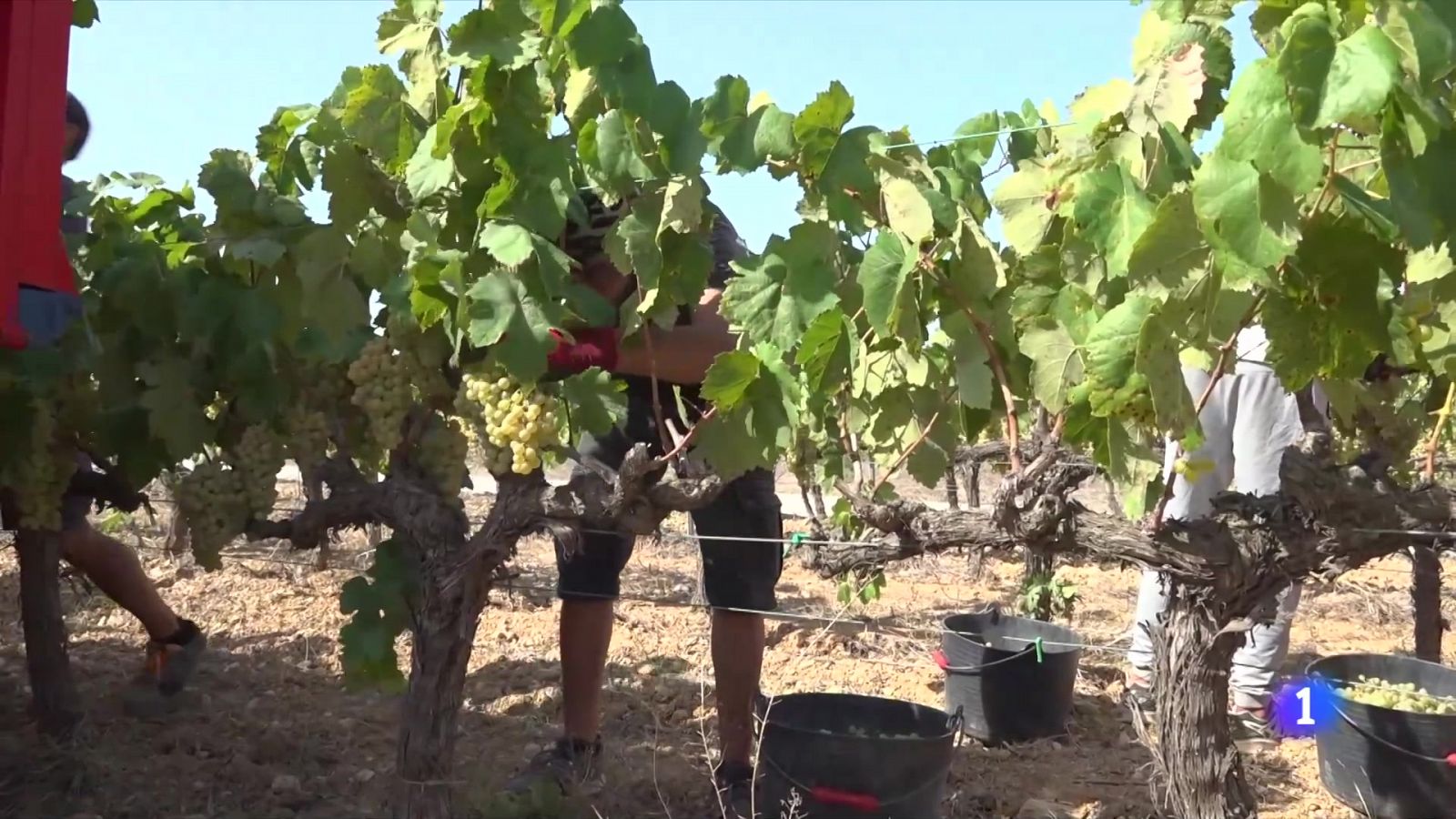 Els cellers de la DO Penedès comencen a veremar