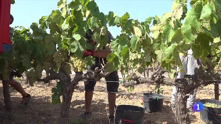 L'Informatiu - Els cellers de la DO Penedès comencen a veremar