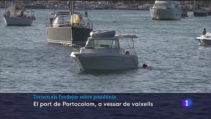 Tornen els fondejos sobre posidònia