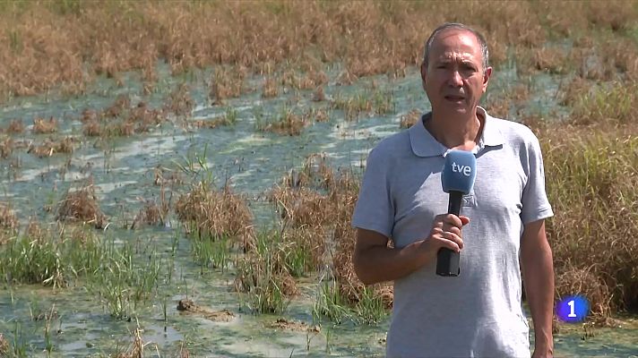 Preocupació als arrossars de les terres de l'Ebre