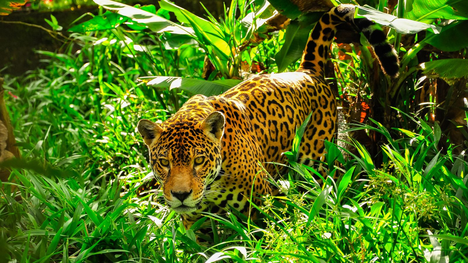 Panteras - Jaguar. El espíritu de la selva - ver ahora