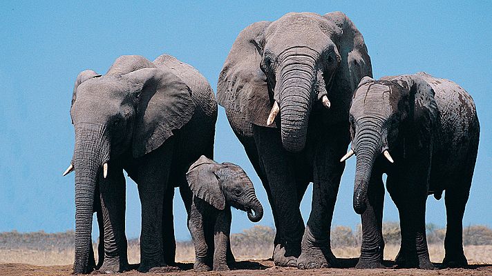 Relatos de Zambia - El valle de los elefantes