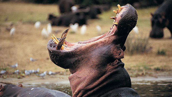 Relatos de Zambia - Pesos pesados de la naturaleza