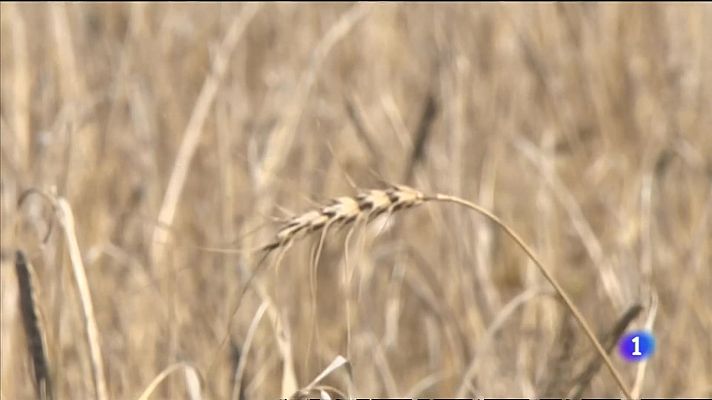 L'informatiu - Comunitat Valenciana - La pitjor campanya del cereal en els últims 20 anys