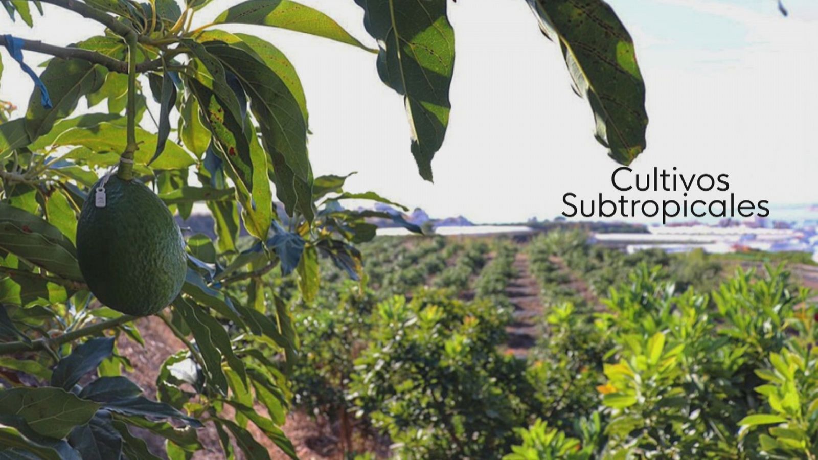 Pérdida en los subtropicales - Ver ahora