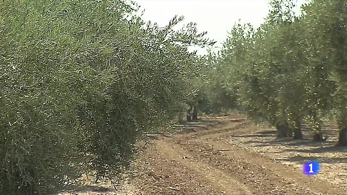 L'Informatiu - S'esgoten les existències d'oli d'oliva per por que pugin més els preus