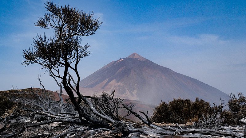 La biodiversidad, una de las grandes víctimas del icendio de Tenerife