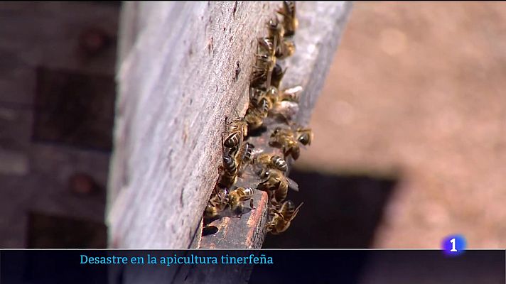 Telecanarias - Telecanarias - 25/08/2023