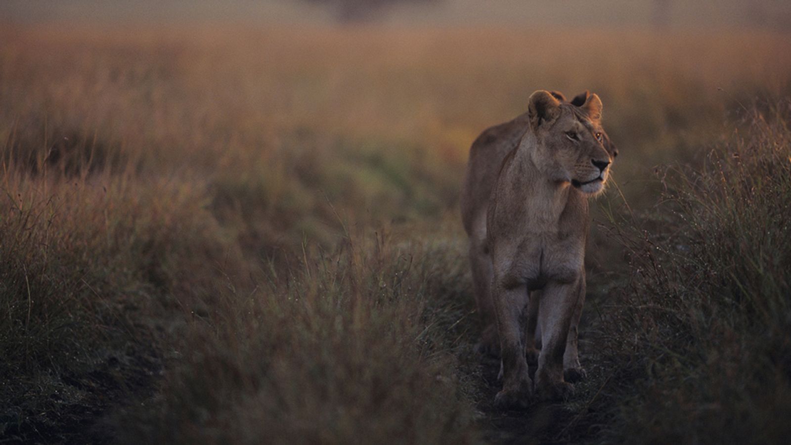 Relatos de Zambia - Episodio 3: Vida y muerte en la llanura - ver ahora