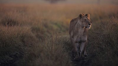 Vida y muerte en la llanura