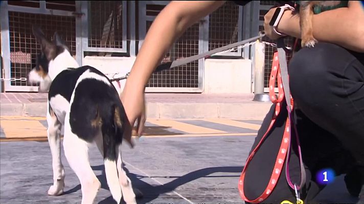 L'informatiu - Comunitat Valenciana - L'Informatiu de la Comunitat Valenciana 1 29/08/23