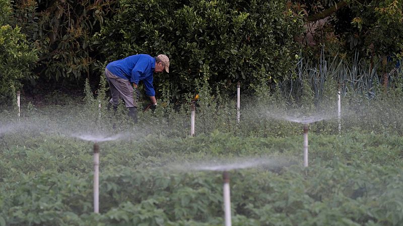 La falta de agua pone en aprietos a los cultivos de Tenerife