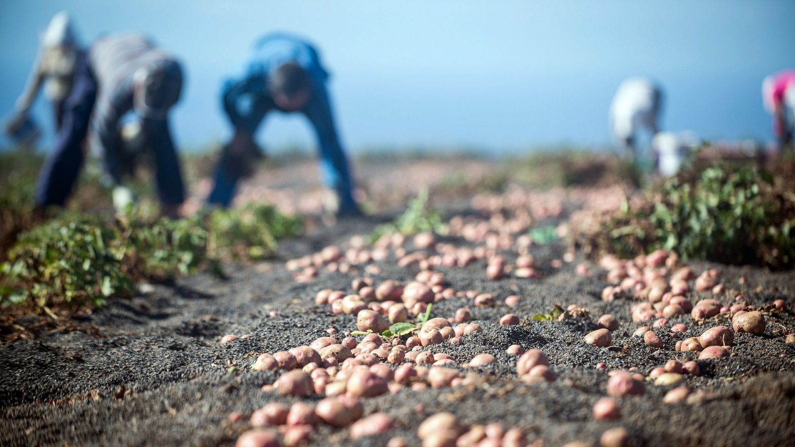 Se dispara el precio de las papas en Canarias ante la sequía 