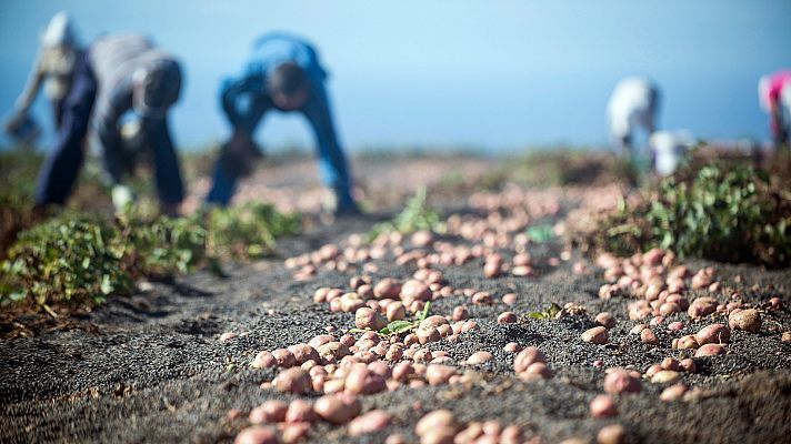 Se dispara el precio de las papas en Canarias 