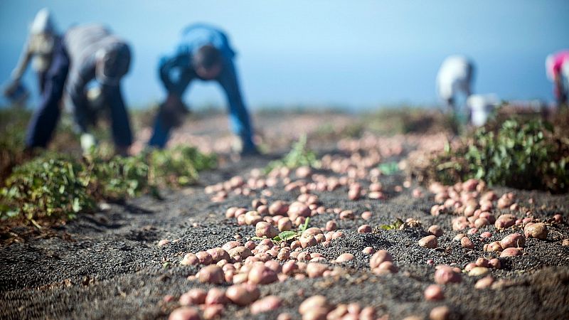 Se dispara el precio de las papas en Canarias ante la sequía y la escasez de las importaciones