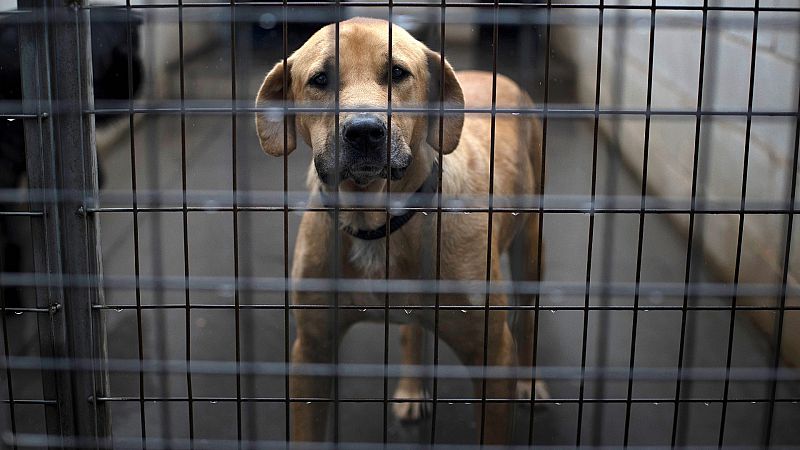 Corea del Sur avanza en la prohibición del consumo de carne de perro