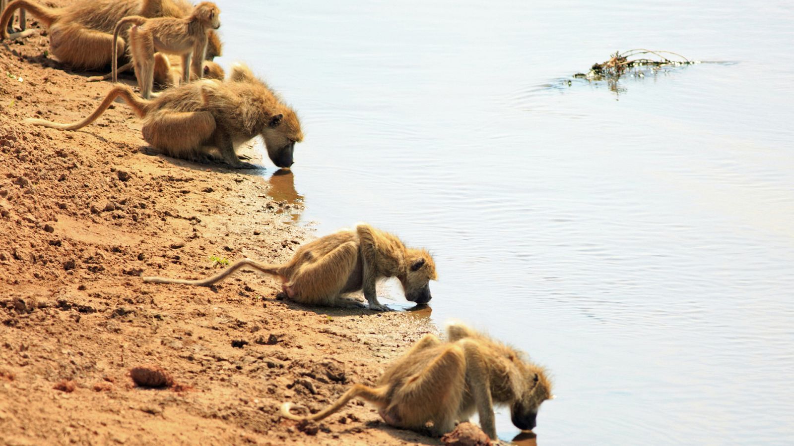 Relatos de Zambia - Episodio 5: La tropa del río - ver ahora