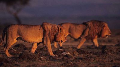 El territorio de la manada