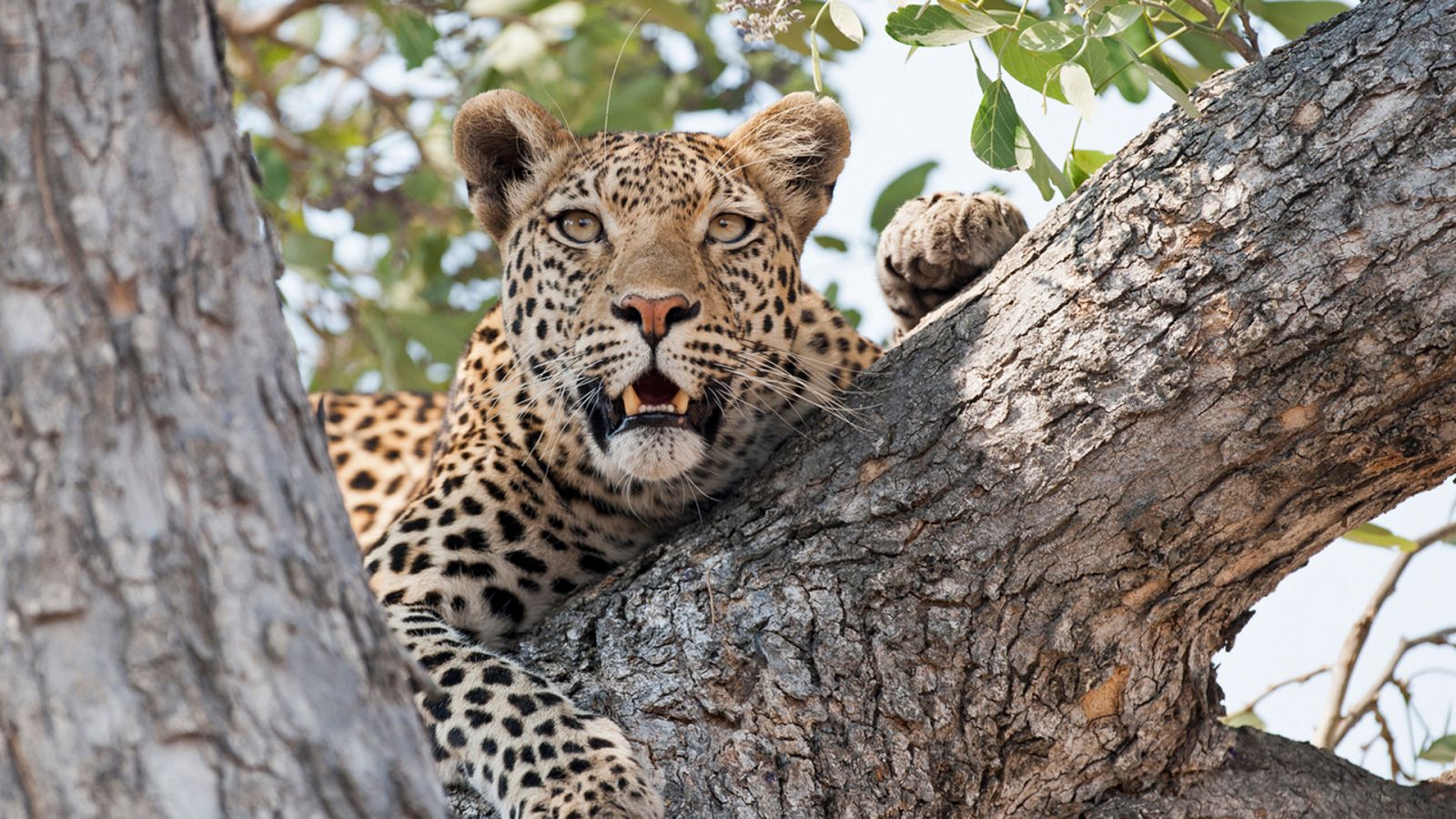 Panteras - Leopardo. El felino todoterreno - ver ahora