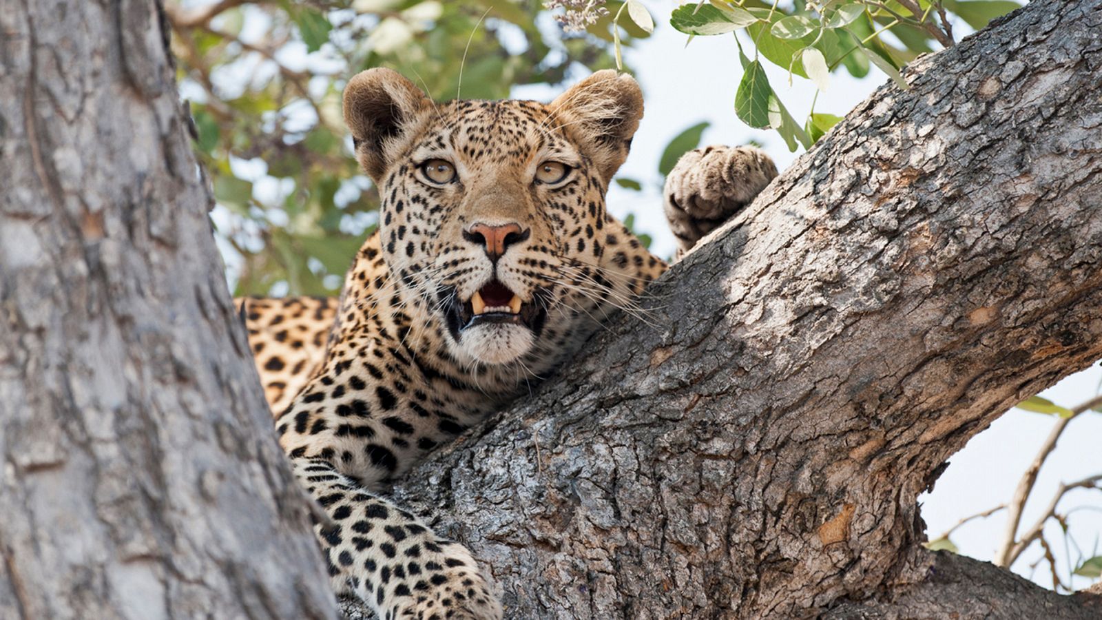 Panteras - Leopardo. El felino todoterreno - Documental en RTVE