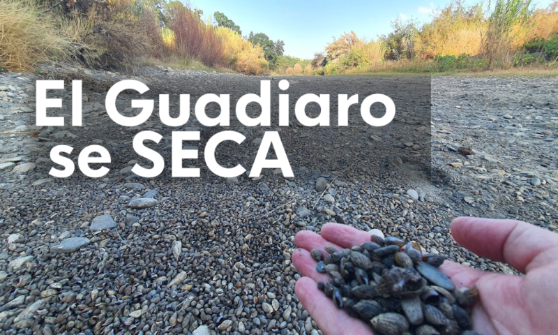 El río Guadiaro se seca - Ver ahora