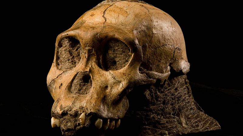Los ancestros humanos casi se extinguen en el Pleistoceno: solo quedaron 1.300, según un estudio