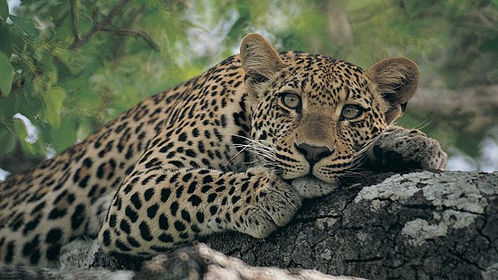 Relatos de Zambia - Naturaleza interconectada