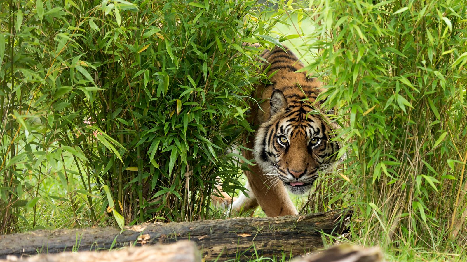 Panteras - Tigres. El tigre de Bengala - ver ahora