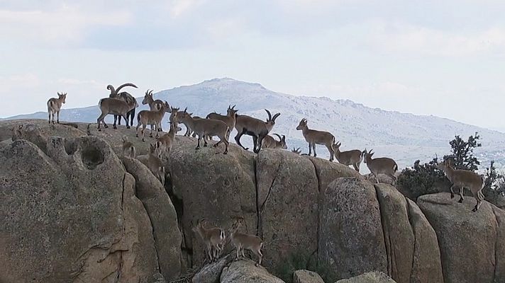 Somos documentales - Vida sobre las rocas - ver ahora