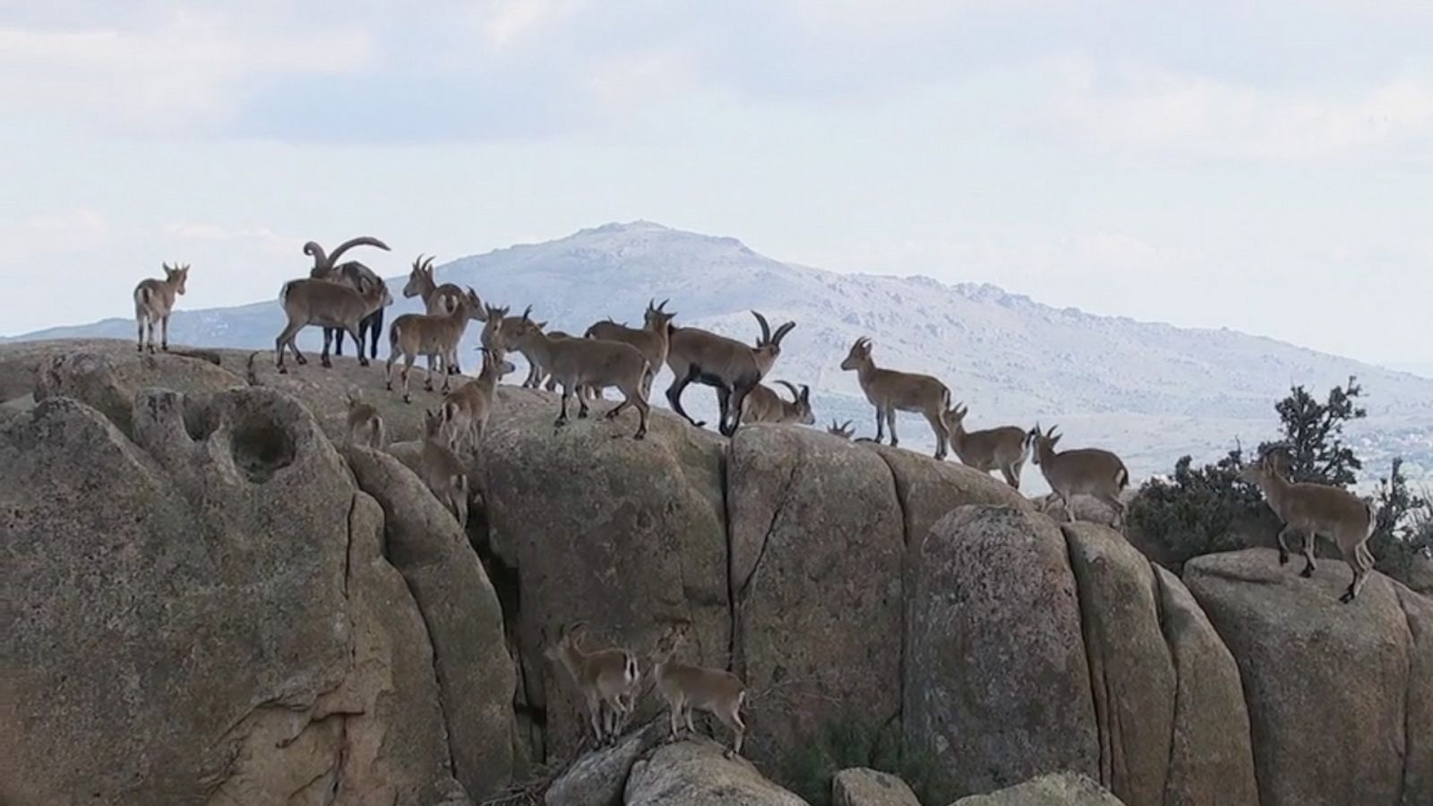 Somos documentales - Vida sobre las rocas - Documental en RTVE