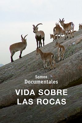 Vida sobre las rocas