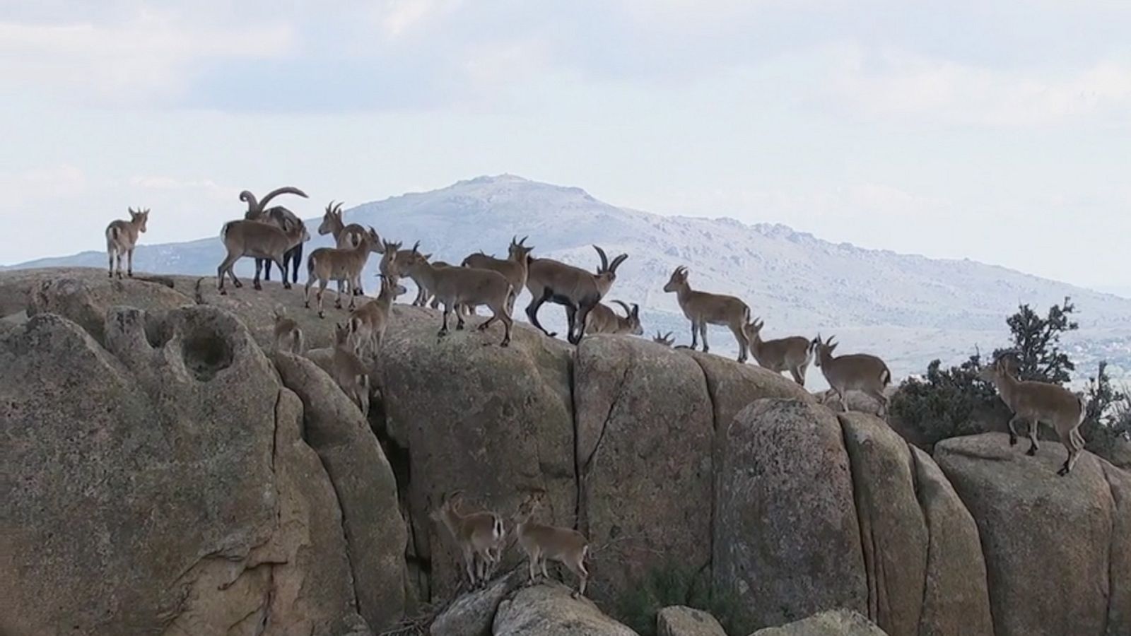 Somos documentales - Vida sobre las rocas - ver ahora