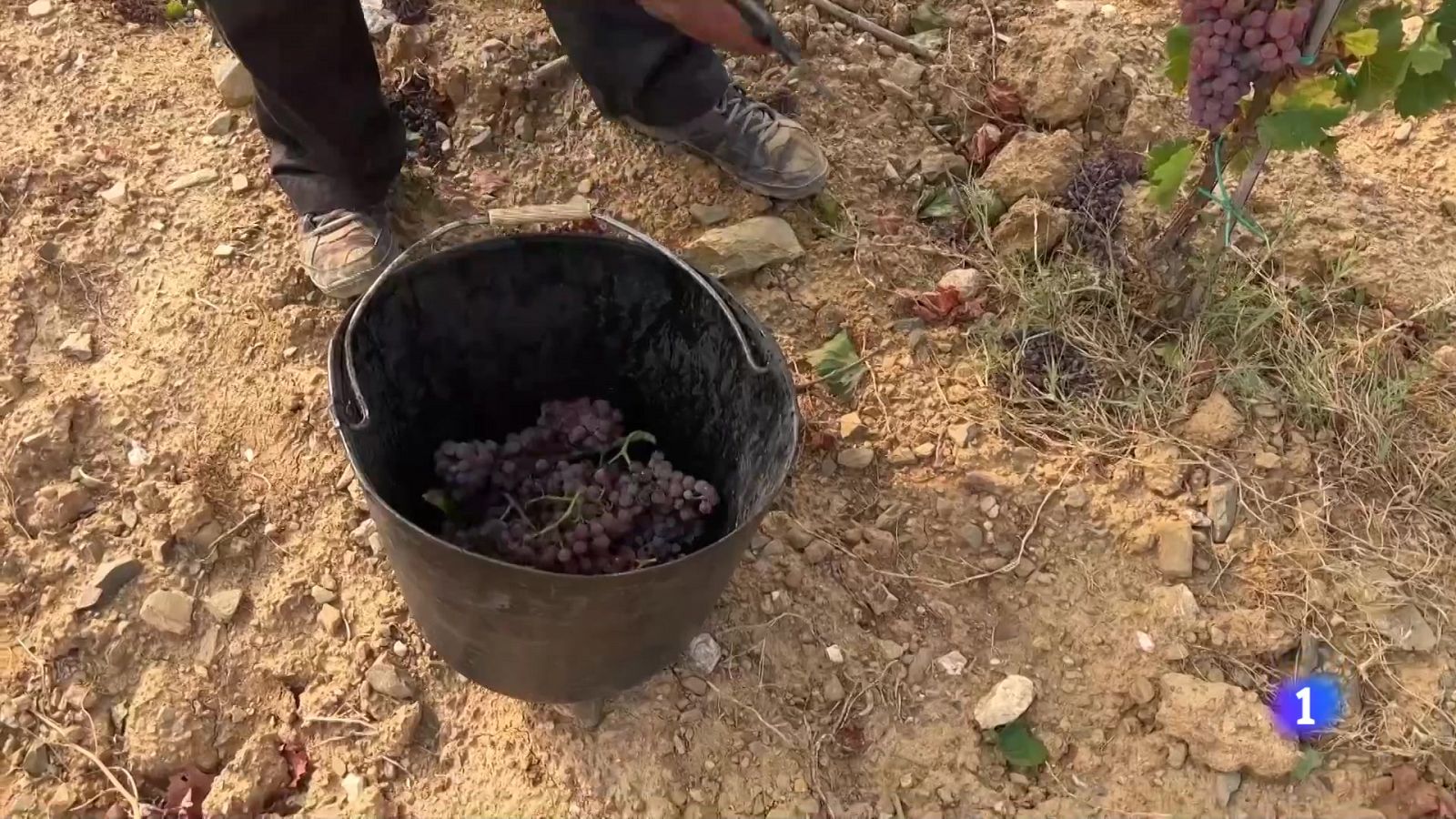 El Priorat avança la verema